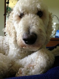 Reef Sunbathing by the Window