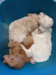 Wiped out after getting their shots!