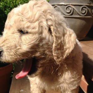 Blue yawning. Is this over yet? I want to play!