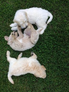 Wrestling in the Front Yard